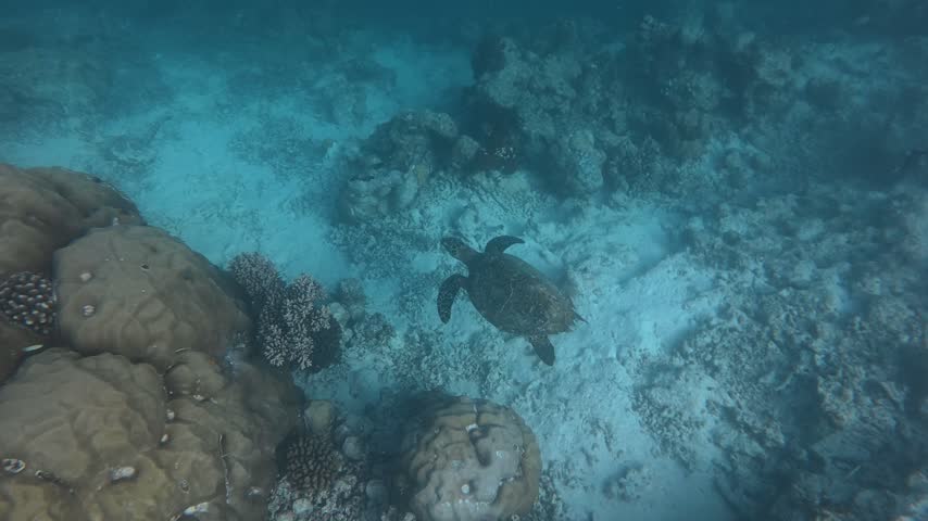 A sea turtle seen during snorkeling in the Maldives