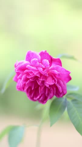 Close up shot of a pink rose blossom 