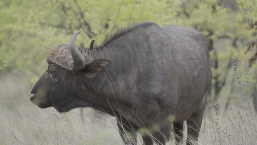 Wildlife, Water Buffalo In Kruger National Park, South Africa