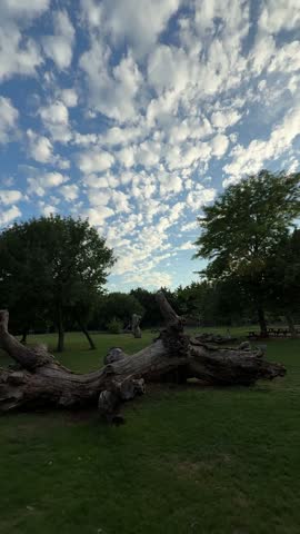 Lush green trees under a cloudy sky in nature