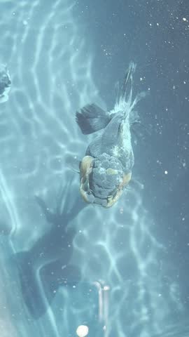 Fancy goldfish (Carassius auratus) with mottled markings swimming away through rippling turquoise water. White spot disease (ich) treatment in progress for this fish.