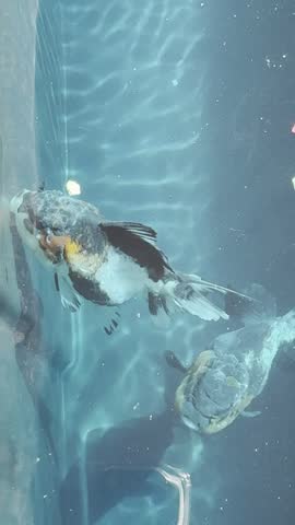 Two fancy goldfish (Carassius auratus) swimming in deep blue water, one near the top and one at the lower right. Ich (white spot) infected fish receiving treatment.