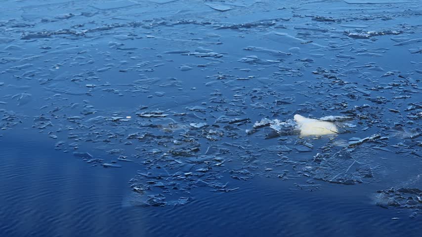 Close-up of spring thaw on reservoir. Small pieces of broken ice on smooth surface of blue water. River current carries thin layer of melting ice, winter, early spring. Natural background with ice