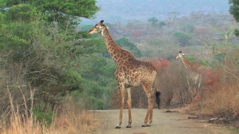 A single Giraffes eating from an acacia tree blocking road in Hluhluwe Game Reserve, South Africa