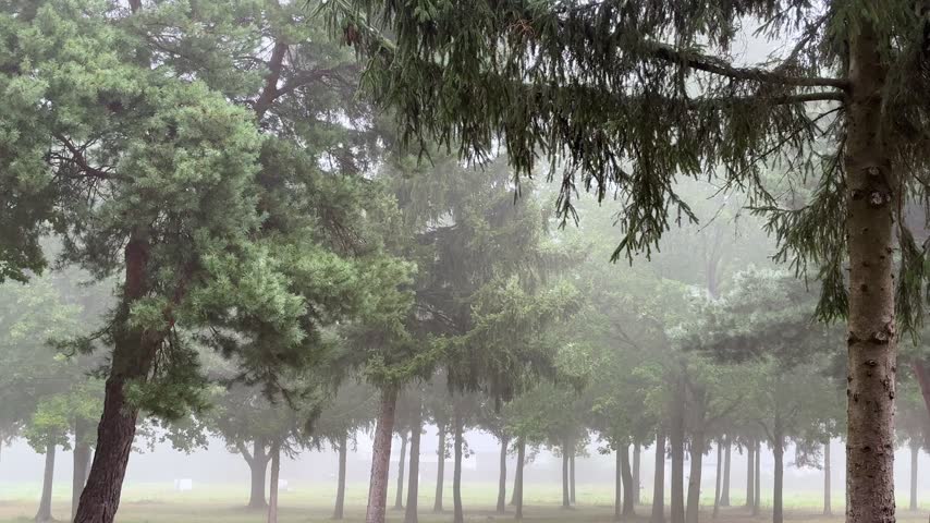 Path in the forest covered in fog. Misty landscape.