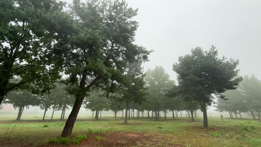 Path in the forest covered in fog. Misty landscape.