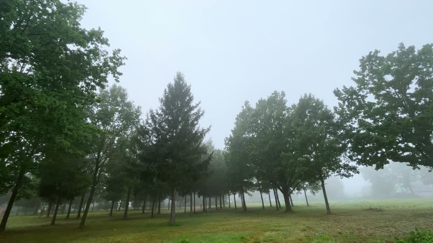 Path in the forest covered in fog. Misty landscape.