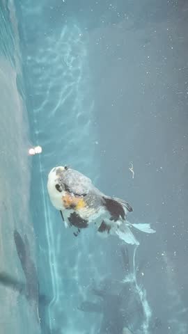 Fancy goldfish (Carassius auratus) with an orange head swimming beside the tank wall, feed pellets floating nearby. Fish affected by ich, also called white spot disease, under treatment.