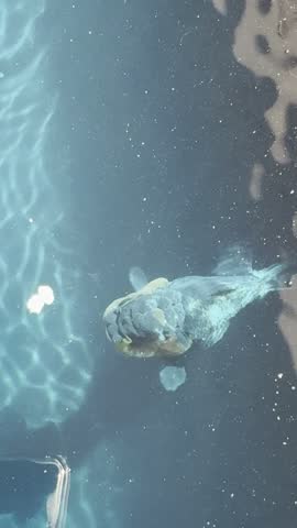 Dark fancy goldfish (Carassius auratus) swimming toward floating pellets in blue tank water. Shows a sick fish with ich, white spot disease, being treated.