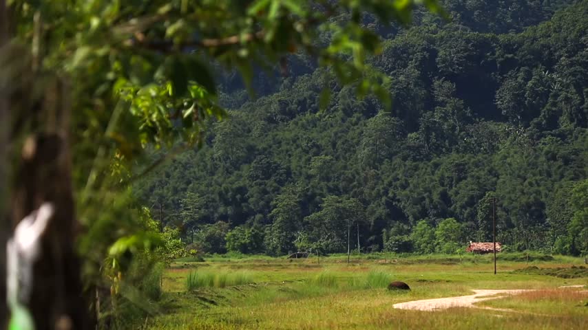 Lush green foliage and tall grass along a rustic wooden fence overlooking a peaceful rural field. A softly blurred forested mountain and countryside landscape create a natural outdoor scene with depth and atmospheric perspective.