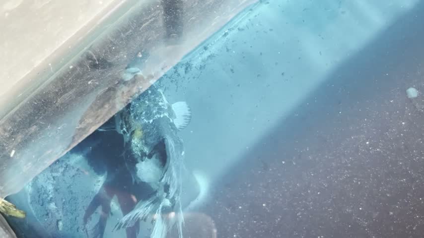 Fancy goldfish (Carassius auratus) near the glass edge of a blue tank, a slow horizontal clip filmed from above. Ich (white spot) infected fish receiving treatment.