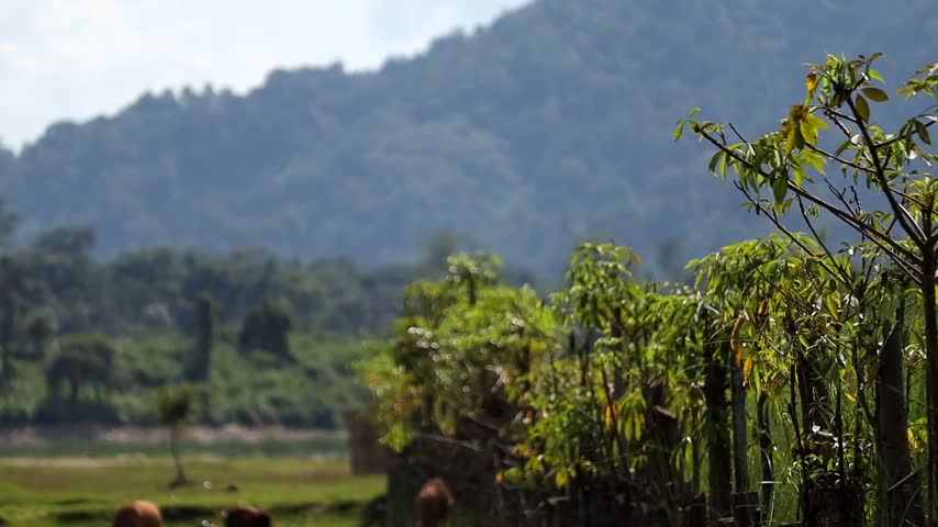 Scenic rural landscape featuring young green plants and foliage growing along a rustic wooden fence, with a softly blurred grassy field and forest-covered mountain in the background. Natural daylight creates a peaceful outdoor atmosphere.