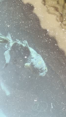 Fancy goldfish (Carassius auratus) with a flowing tail swimming slowly in dark cloudy water, top-down view. Fish with white spot disease (ich), shown under treatment.