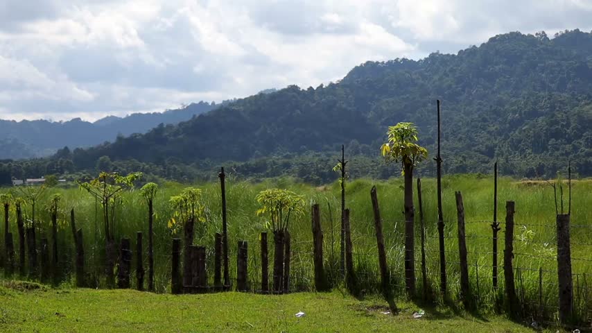 A scenic rural landscape featuring tall green grass, young plants, rustic wooden fencing, and lush forest-covered mountains beneath a partly cloudy sky.