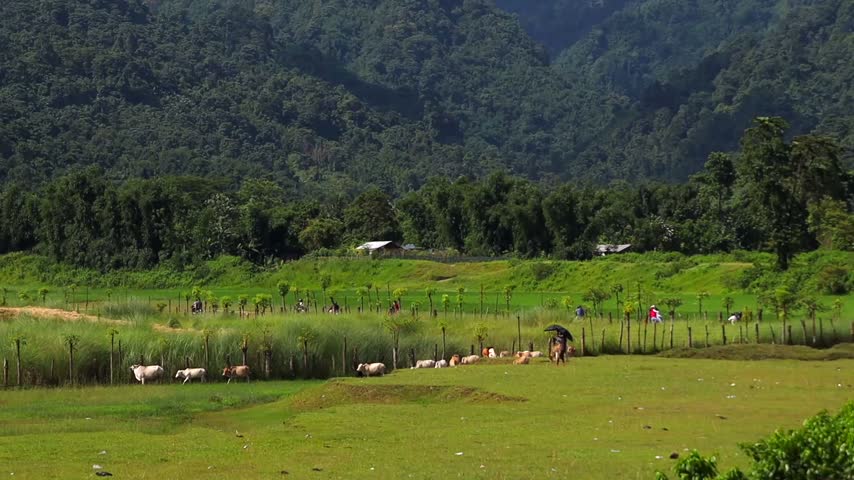 A scenic rural landscape with goats grazing across a green meadow, fenced fields, dense vegetation, small countryside houses, and lush forested mountains in the background.