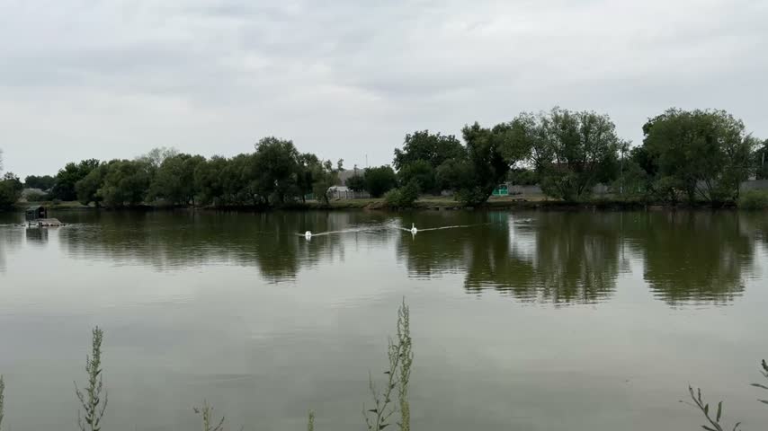 White swans swimming on a calm lake surface on an overcast day