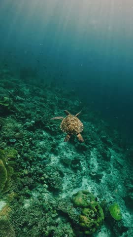 Green sea turtle swimming gracefully underwater above coral reef in turquoise ocean of Labuan Bajo, Komodo National Park, Indonesia