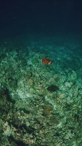 Green sea turtle swimming gracefully underwater above coral reef in turquoise ocean of Labuan Bajo, Komodo National Park, Indonesia
