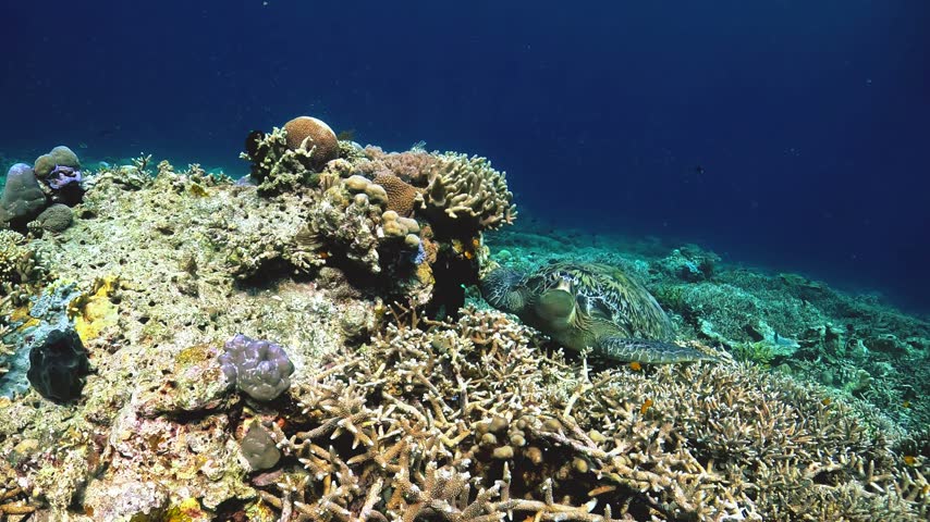 Green sea turtle swimming gracefully underwater above coral reef in turquoise ocean of Labuan Bajo, Komodo National Park, Indonesia