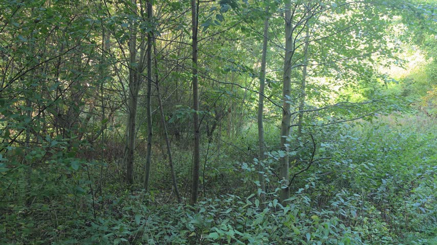 Dense green forest interior with slim tree trunks and woodland foliage
