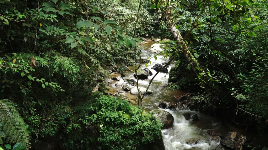 A winding stream flows through a dense, verdant forest with rocky banks and abundant foliage