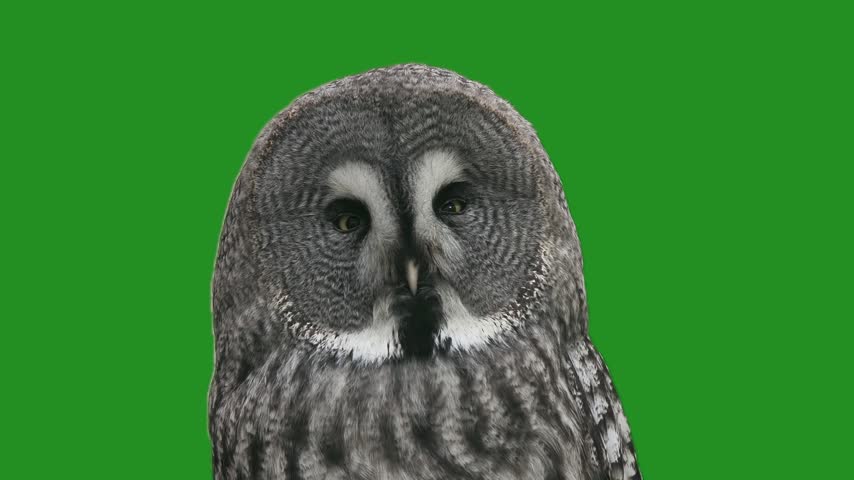  Great grey owl looks at camera and turns away. on a green screen