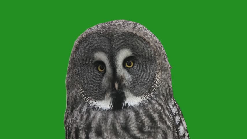Great grey owl looks at camera and turns away. on a green screen