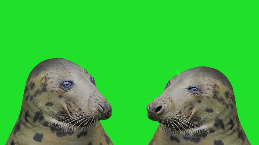  Two grey seal looks away and sways on waves, green background.