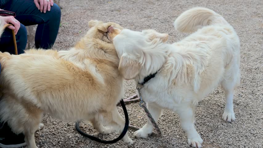 Two cream-colored dogs on leashes mouth and jostle each other near seated people on a gravel surface.
