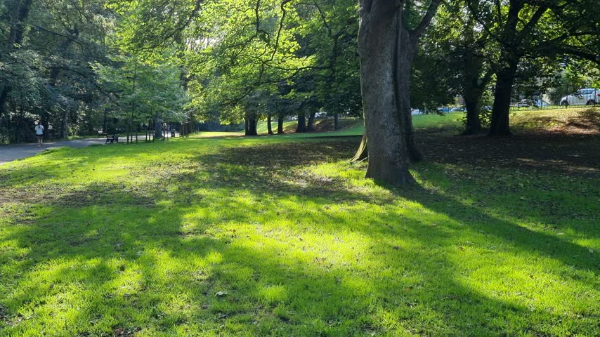 Park landscape with distant runners on an asphalt path, sunny green lawn, mature trees and dogs playing in the background