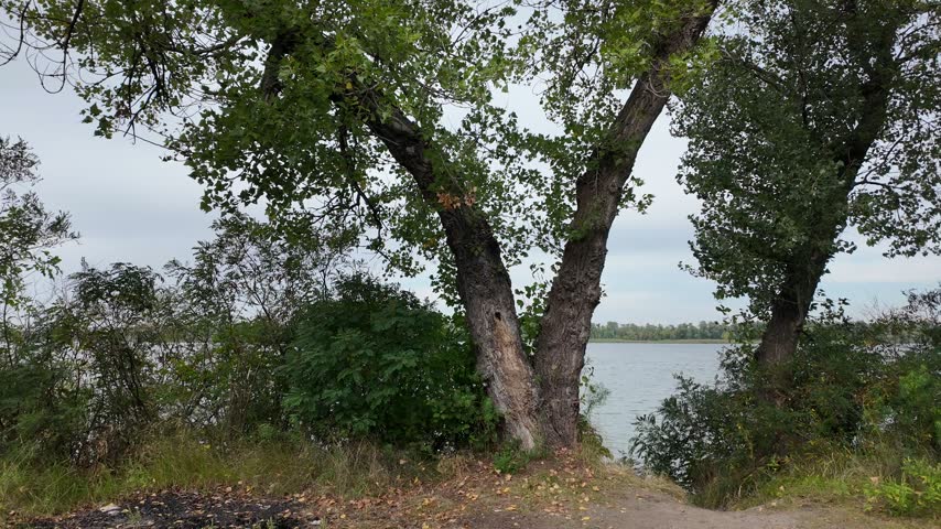 Sprawling old trees with green foliage on a riverbank, a view of the water surface, and a dirt road along dense thickets under an overcast sky.