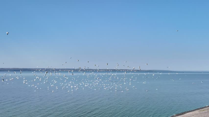 A dynamic shot of a large flock of gulls circling and taking flight over the calm water surface of a large reservoir under a clear blue sky.