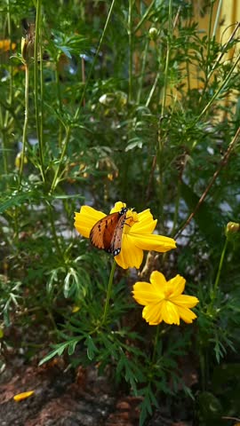Beautiful orange and black butterfly resting on a yellow cosmos flower, feeding on nectar while gently flapping its wings. Close-up nature footage showcasing butterfly behavior, pollination, vibrant colors, and the beauty of a natural garden environment.