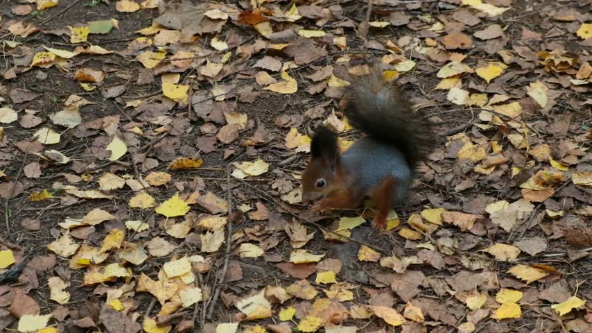 The squirrel finds a nut on the ground among the leaves, picks it up, and runs away, slow motion 120 fps