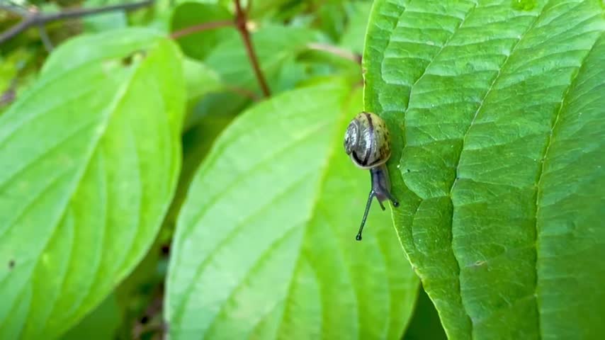 small snail crawls on a green leaf