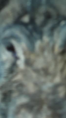 Close up of black pig with coarse fur and muddy snout go on dirt ground with scattered leaves. Focus on facial texture and hooves