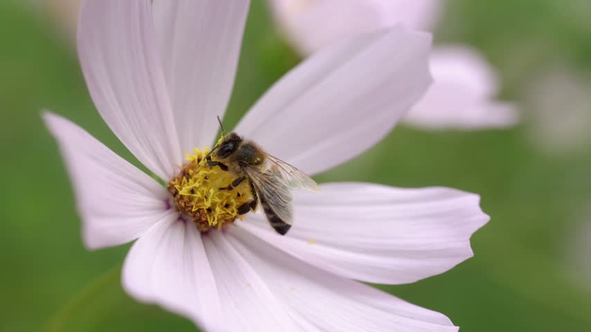 Close-up macro footage of a bee resting on the center of a delicate pink cosmos flower
