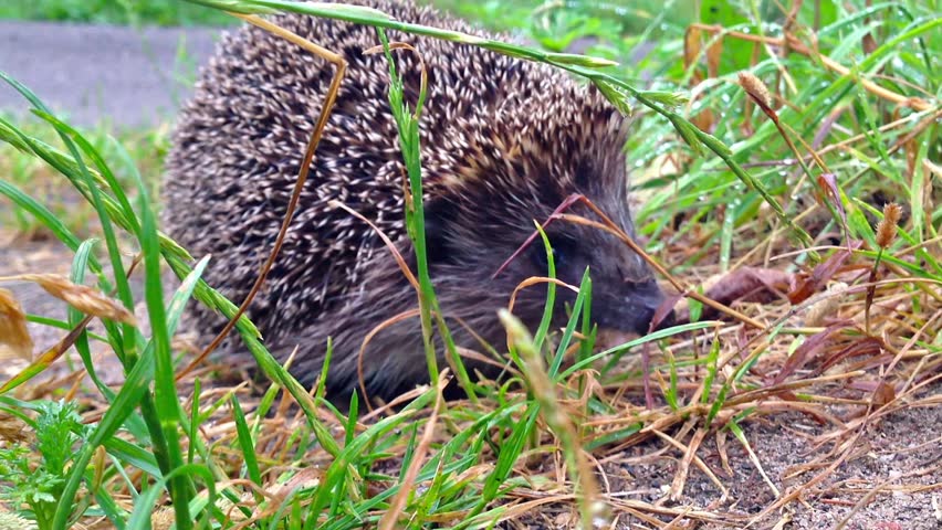 hedgehog in the grass