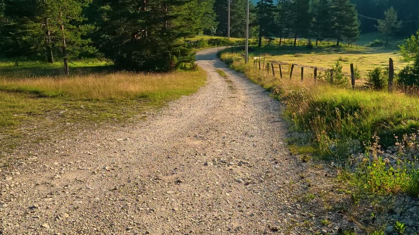 Sunlit dirt path winds through green fields and tall pines. Fence lines edge the trail, leading toward distant mountains. Location: Durmitor National park. Balkans, Montenegro
