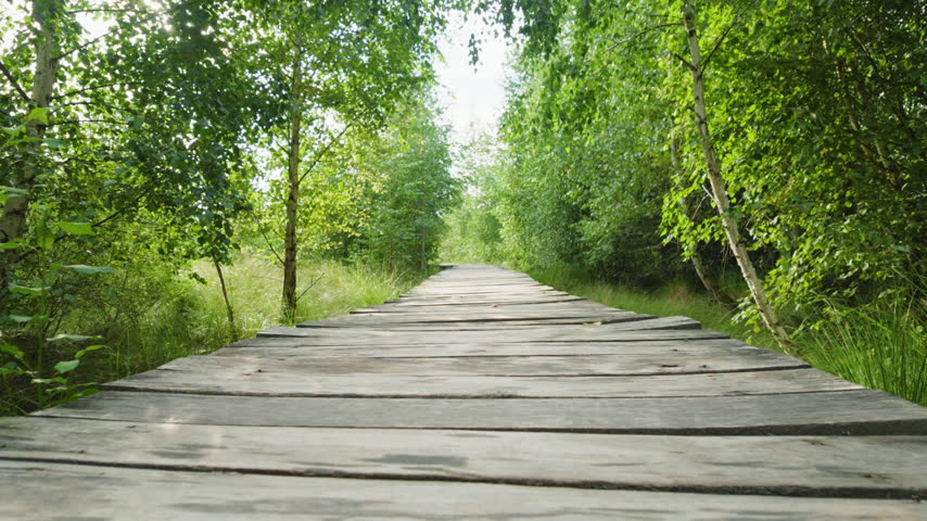 Wooden boardwalk through green birch forest in slow motion