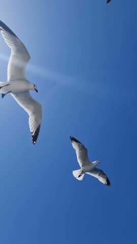 Dynamic shot of three seagulls soaring in a bright blue sky, ideal for travel, nature, and freedom-themed projects.