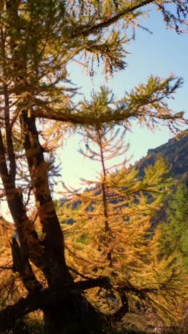 Scenic autumn landscape with warm sunlight filtering through pine trees, showcasing vibrant fall foliage and distant mountains. Ideal for travel, nature, and seasonal marketing.