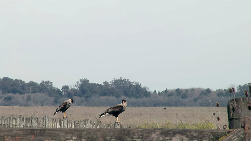 Southern Caracara Raptors Known As Caranchos Perched Outdoors In Open Countryside Field in Argentina - 4K