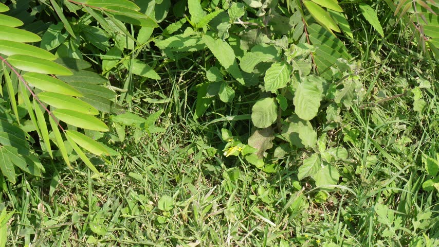 Close view of leafy green plants and ground vegetation in a natural outdoor setting.
