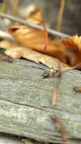 Vertical close-up shot of several red wood ants interacting and moving on a tree log near a dry autumn leaf.