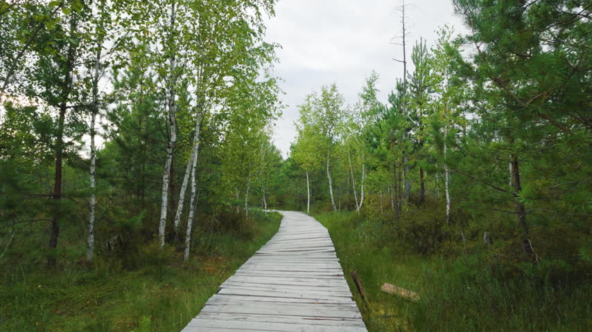 Wooden boardwalk through birch forest and swamp