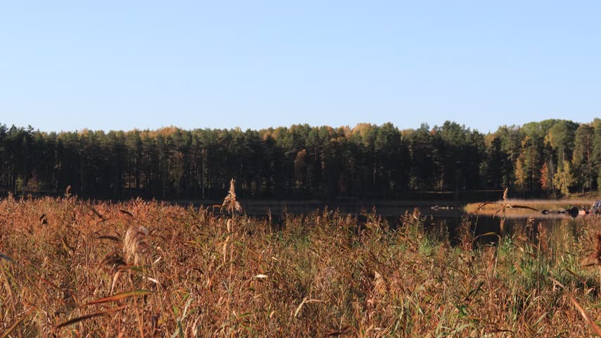 A reed-overgrown riverbank in an autumn forest on a sunny day.