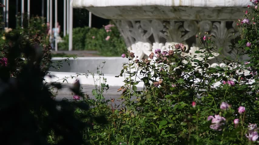 old vintage water fountain in city park with dancing shadows and roses around it