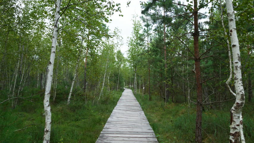 Walking along wooden boardwalk trail through swamp forest