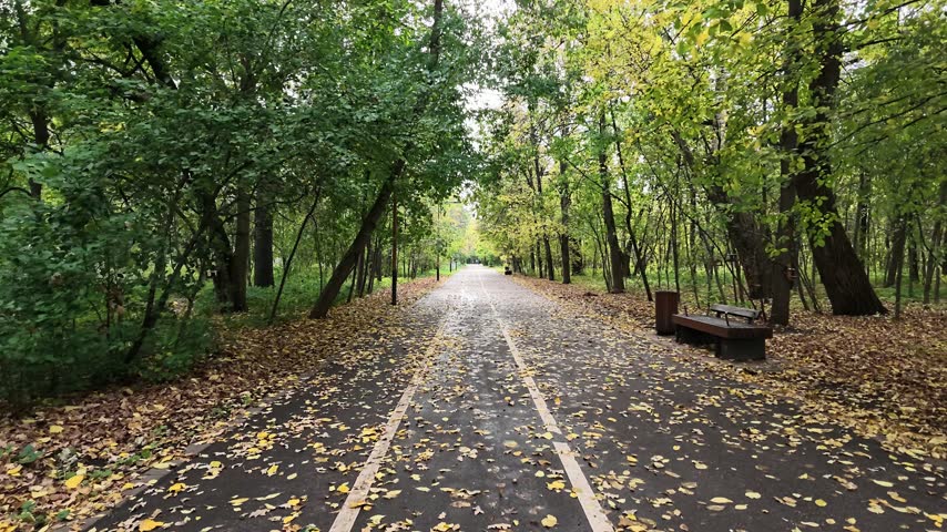Timelapse Pathway in a park surrounded by trees with fallen leaves during autumn